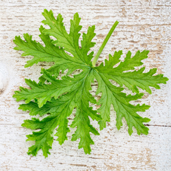 Scented Geranium