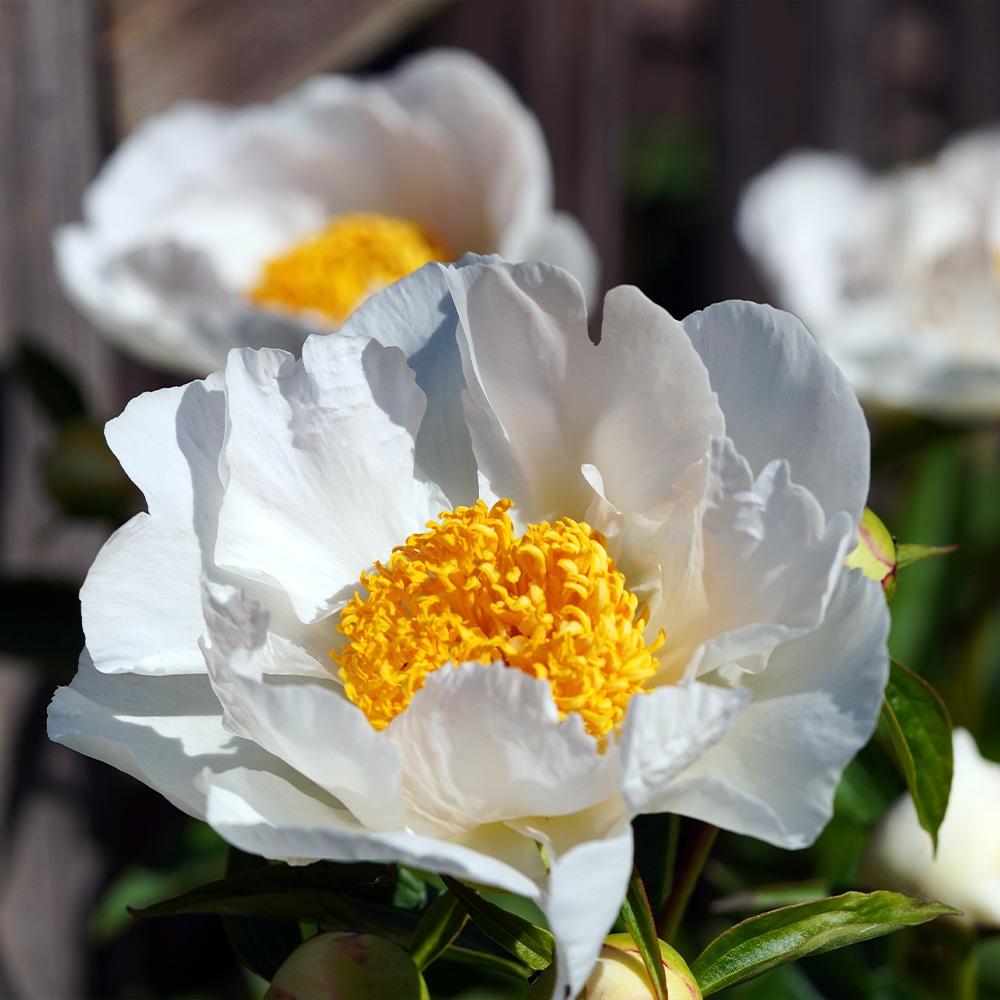 Peony