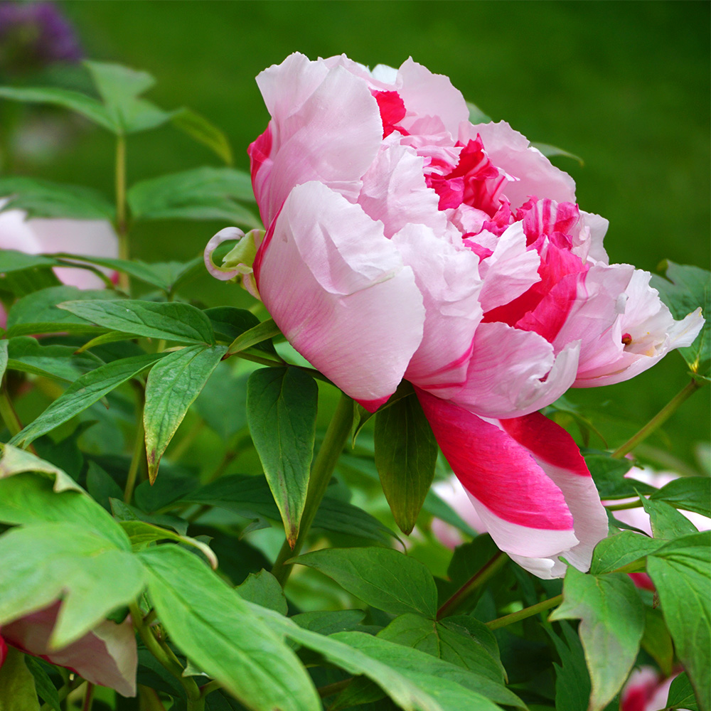 Peony