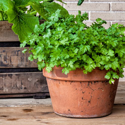 Fall herb gardening in zone 10