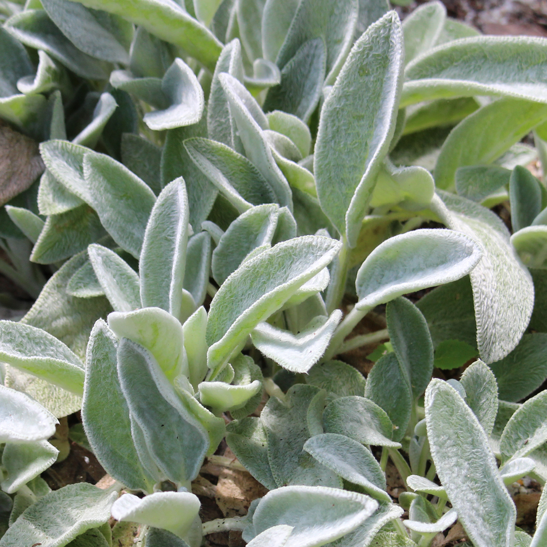 Deer Resistant Perennial