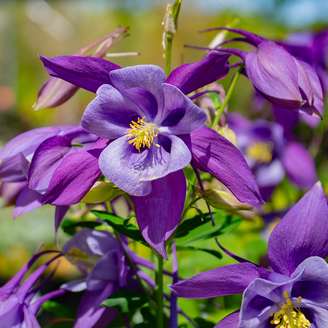 Deer Resistant Perennial